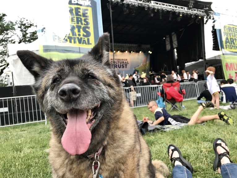 Kiki, an Akita tested with EmbarkVet.com