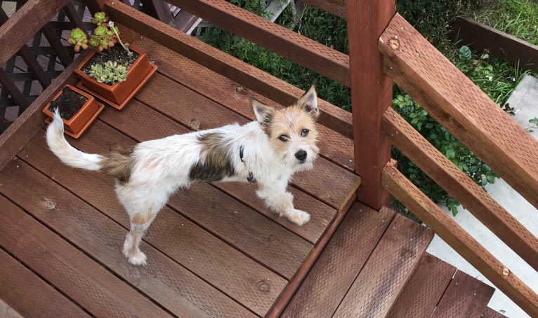 Fela Jean, a Border Collie and Australian Cattle Dog mix tested with EmbarkVet.com