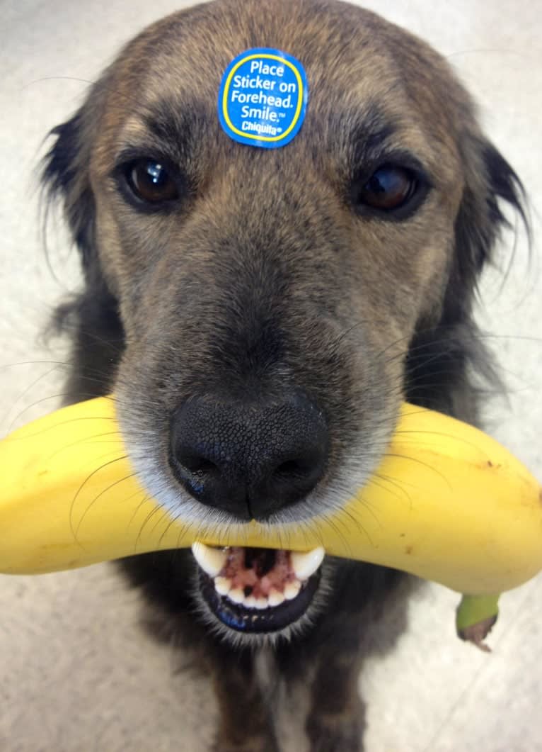 Remmy, a Beagle and Poodle (Small) mix tested with EmbarkVet.com