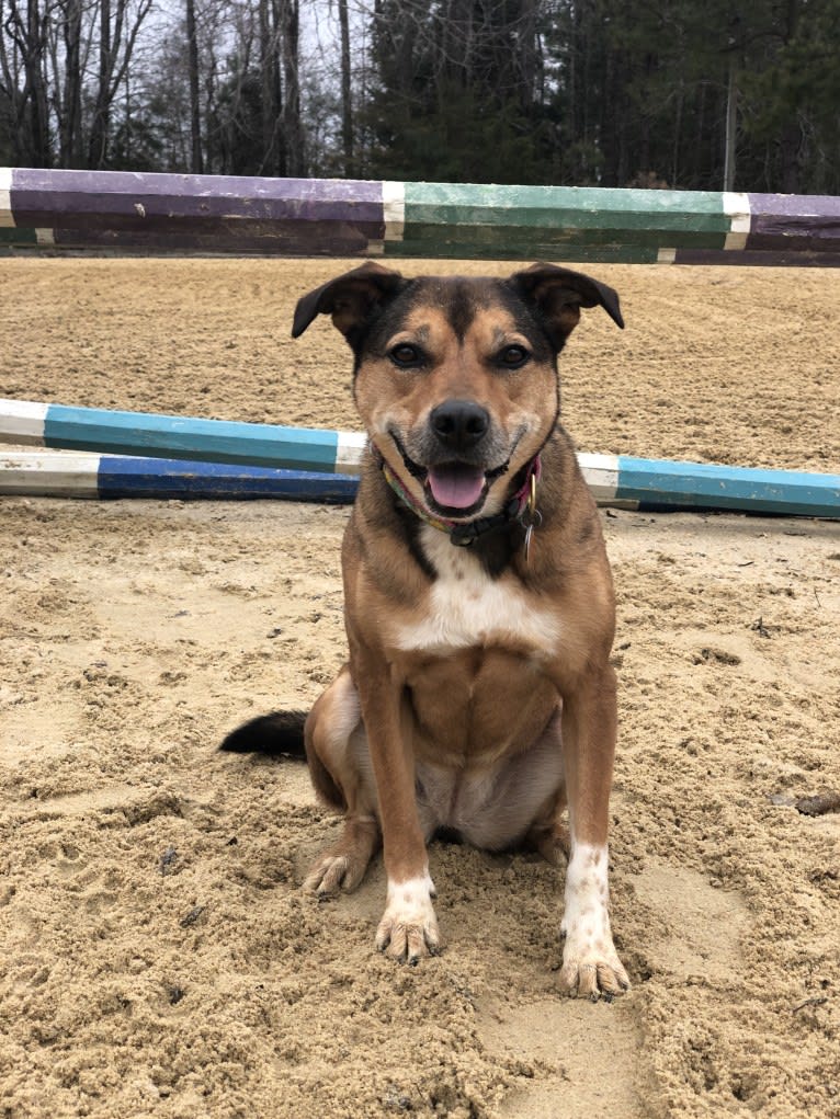 Mila, a Mountain Cur and Australian Cattle Dog mix tested with EmbarkVet.com