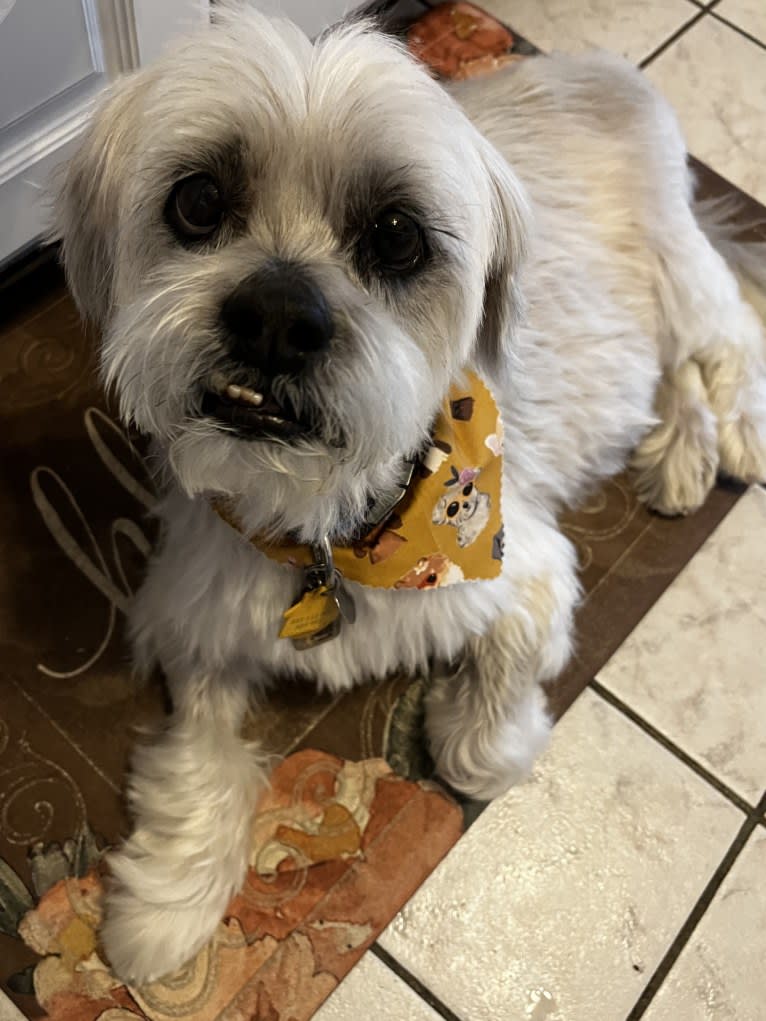 Nemo, a Lhasa Apso tested with EmbarkVet.com