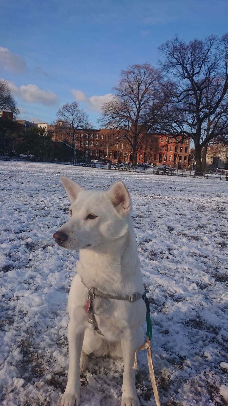 Bomi, a Jindo tested with EmbarkVet.com