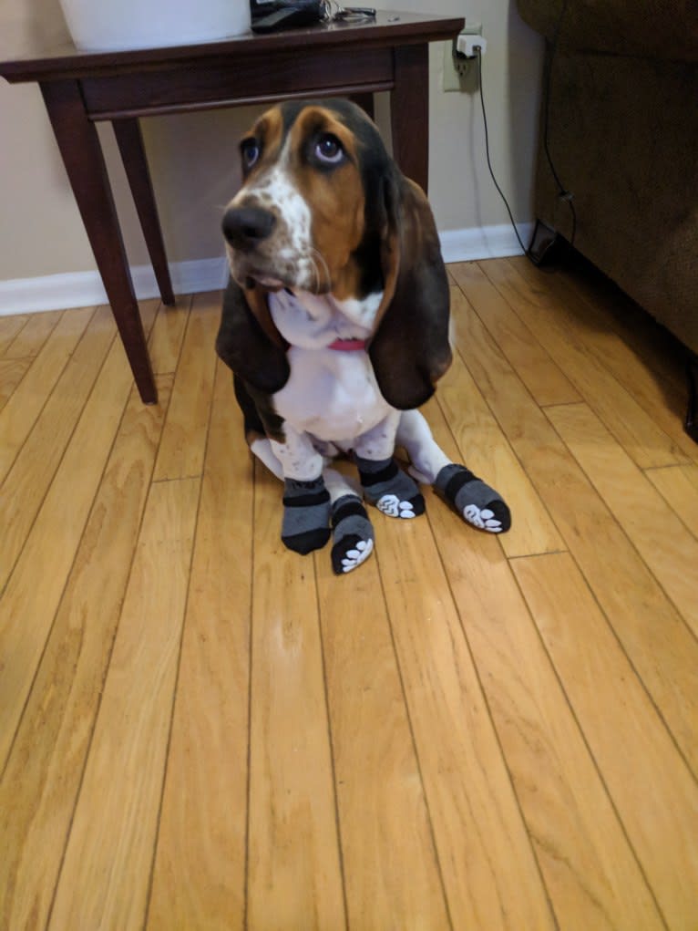 Daisy May McCutchan (Daisy), a Basset Hound tested with EmbarkVet.com