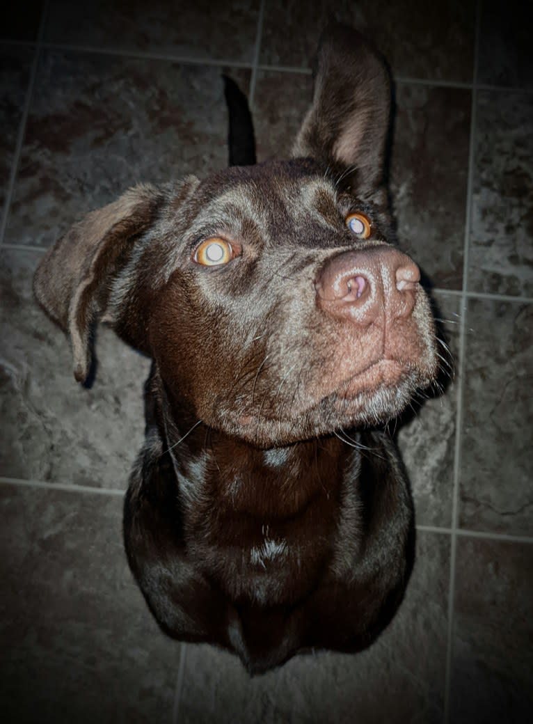 Cedar, a Neapolitan Mastiff and Cane Corso mix tested with EmbarkVet.com