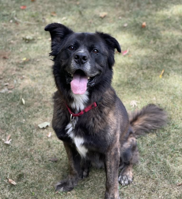 Samson, an American Pit Bull Terrier and German Shepherd Dog mix tested with EmbarkVet.com