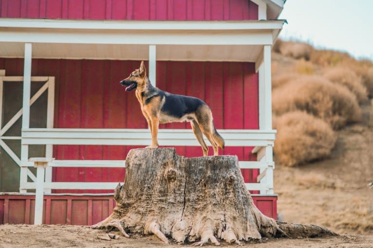 Gunther, a German Shepherd Dog and Labrador Retriever mix tested with EmbarkVet.com