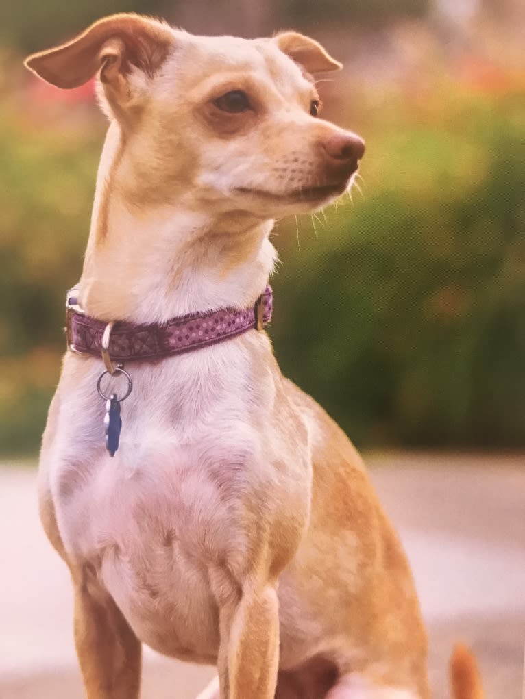 Kieko, a Chihuahua and Poodle (Small) mix tested with EmbarkVet.com