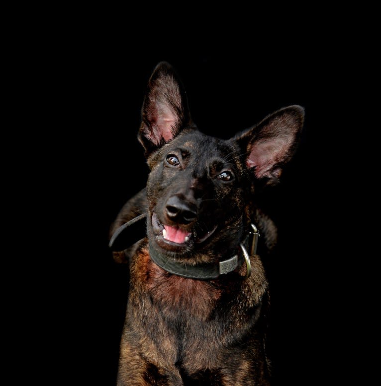 E'Bob, a Dutch Shepherd tested with EmbarkVet.com