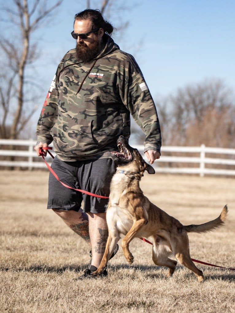 Uther, a Belgian Shepherd tested with EmbarkVet.com