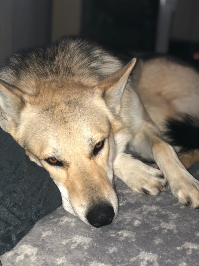 Freki a dog tested with EmbarkVet.com