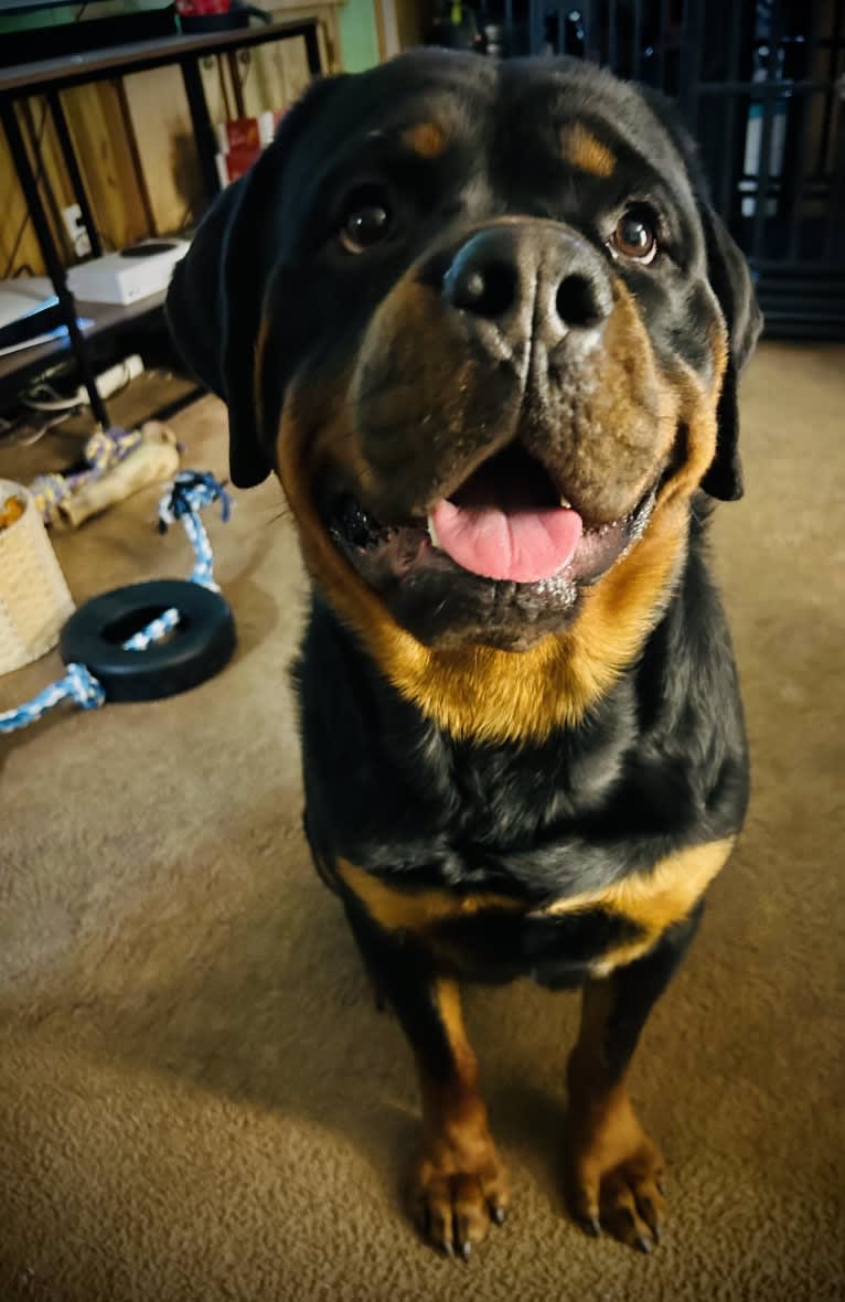 Chompy, a Rottweiler tested with EmbarkVet.com