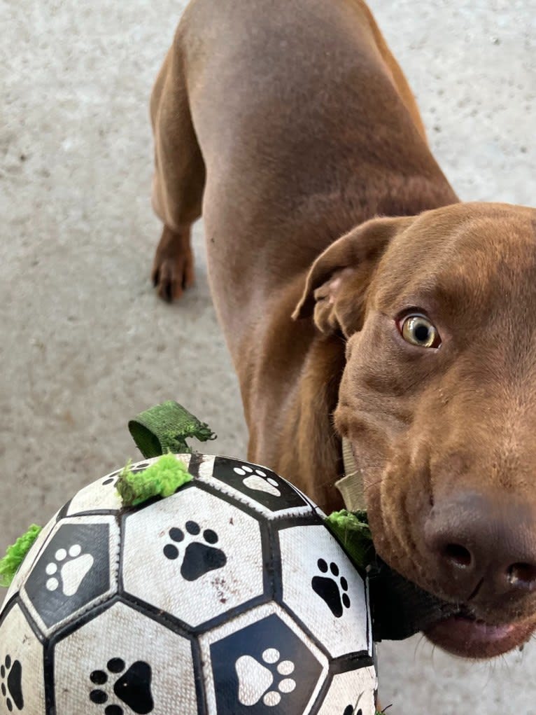 Kingston, a Weimaraner and Labrador Retriever mix tested with EmbarkVet.com