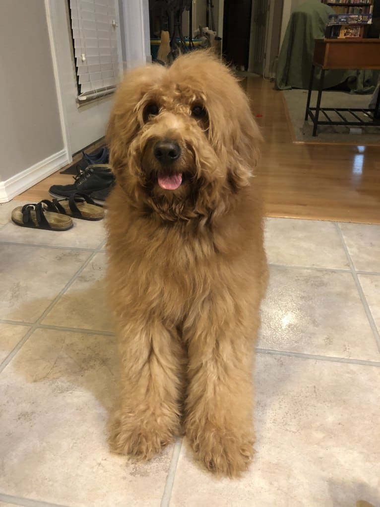 Kingsley, a Goldendoodle tested with EmbarkVet.com