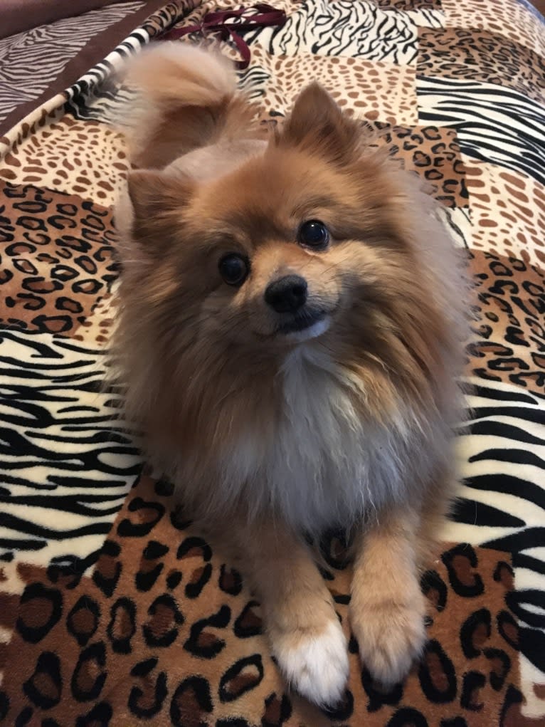 Teddy, a Pomchi (8.9% unresolved) tested with EmbarkVet.com