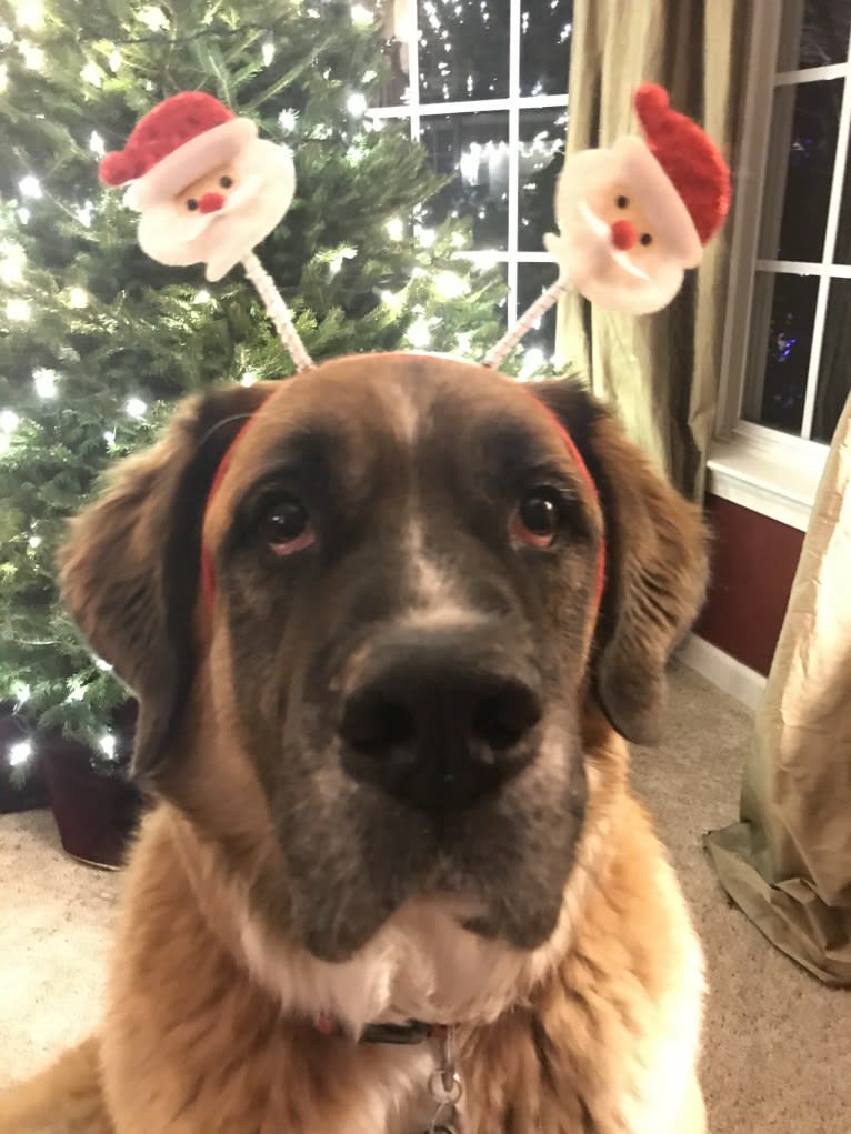 Linus, a Saint Bernard and Boxer mix tested with EmbarkVet.com