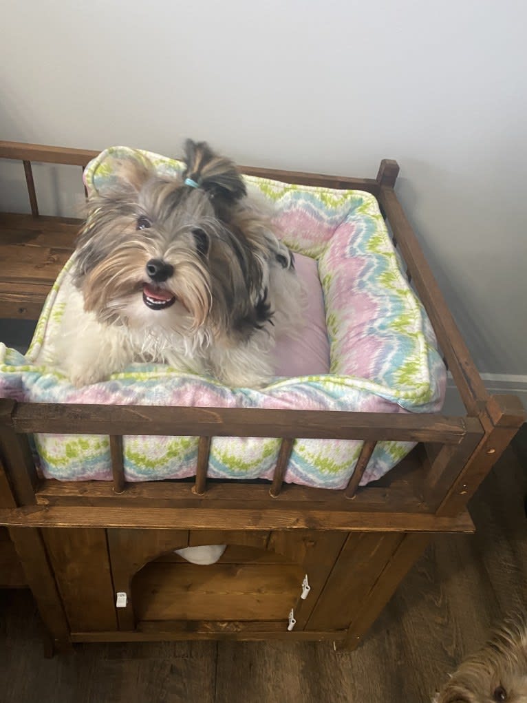 Simba, a Biewer Terrier tested with EmbarkVet.com