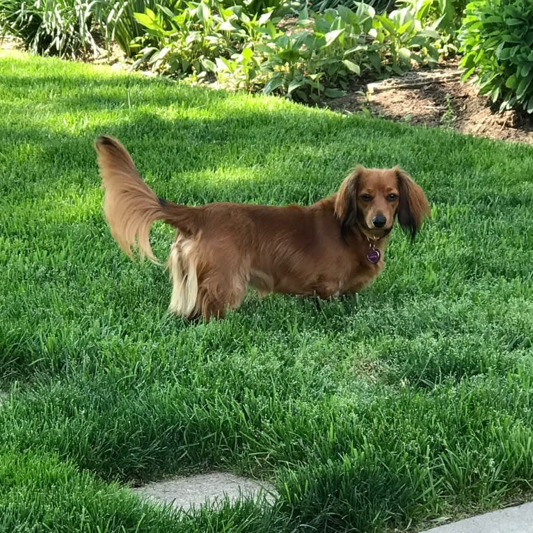 Hattie, a Dachshund (4.3% unresolved) tested with EmbarkVet.com