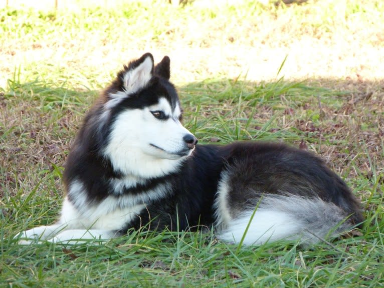 "NEO" NOVEL SIBERIAN'S SLEIGH RIDE, a Siberian Husky tested with EmbarkVet.com