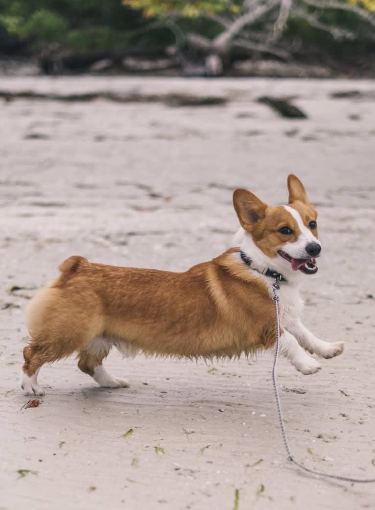 Lil Teddy, a Pembroke Welsh Corgi tested with EmbarkVet.com