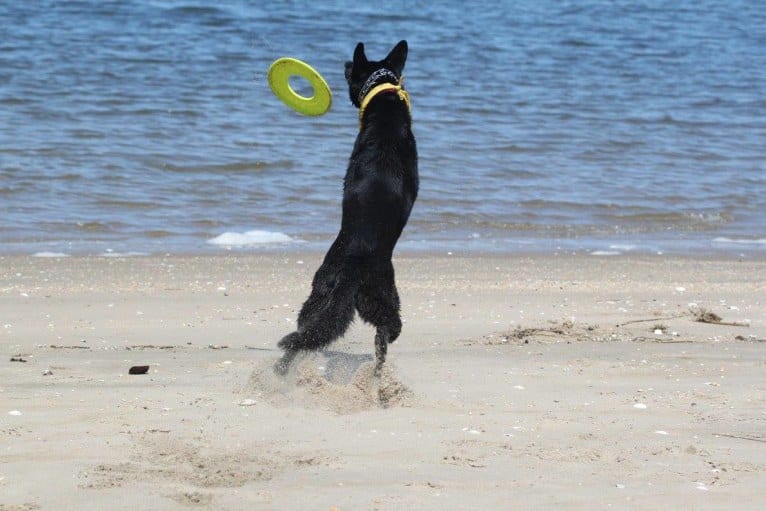 Roxy, a German Shepherd Dog tested with EmbarkVet.com