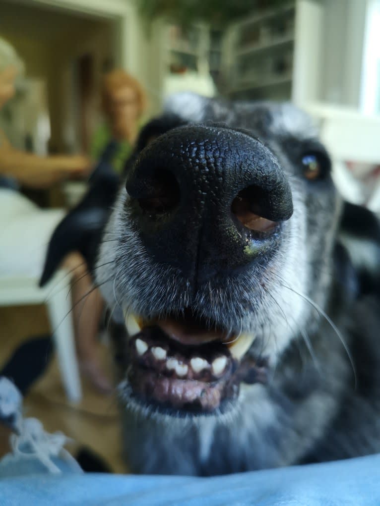 Achille, a German Shepherd Dog and Golden Retriever mix tested with EmbarkVet.com