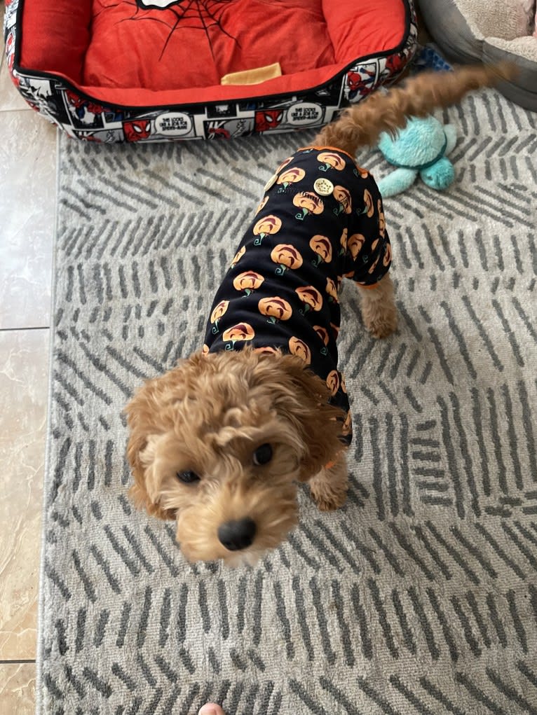 Peanut Butter, a Cavalier King Charles Spaniel and Poodle (Small) mix tested with EmbarkVet.com