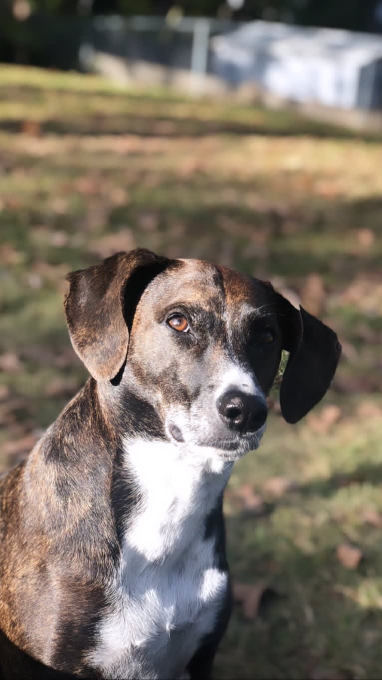 Hannah, a Mountain Cur tested with EmbarkVet.com