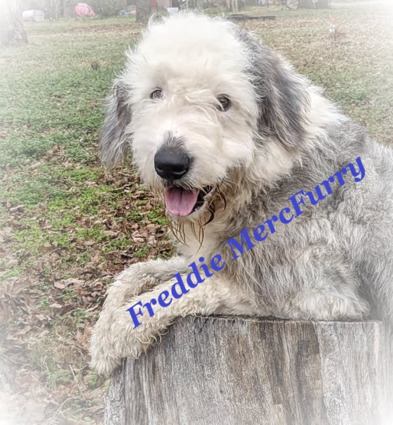 Freddie MercFurry, an Old English Sheepdog tested with EmbarkVet.com