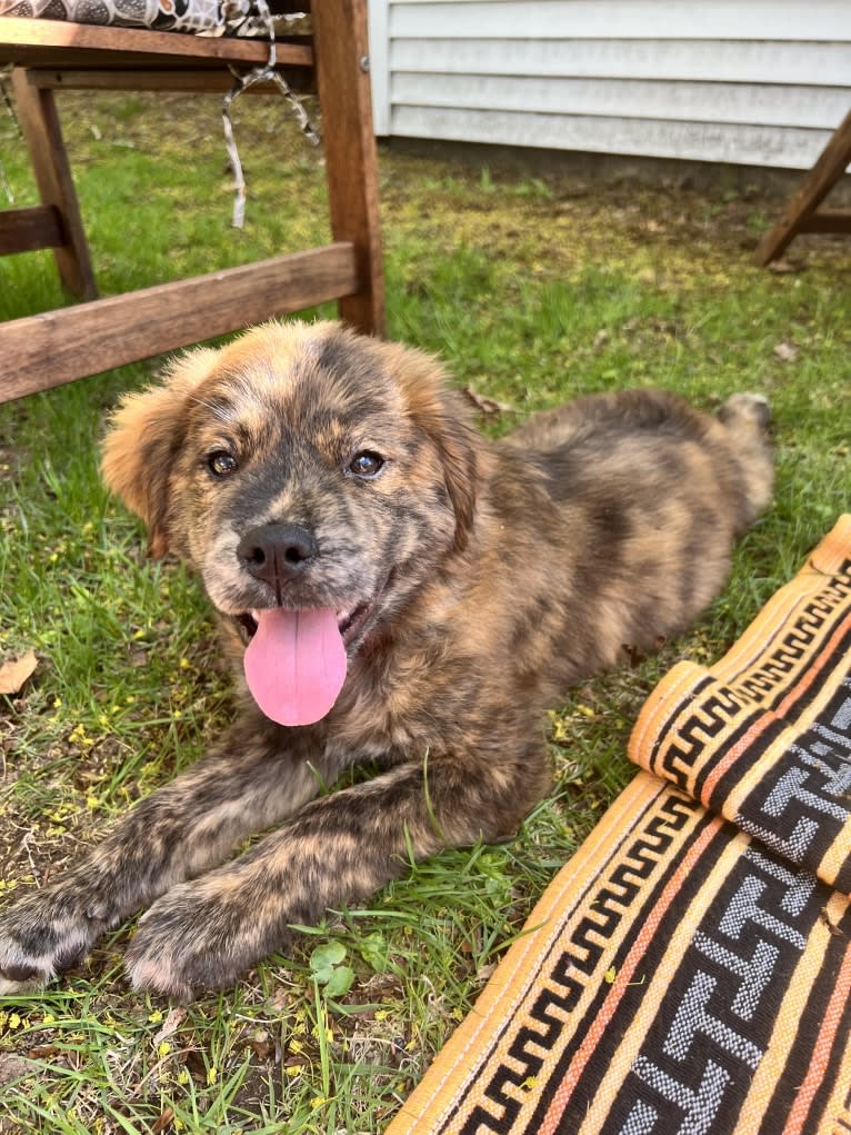 Rudder, a Labrador Retriever and Chow Chow mix tested with EmbarkVet.com