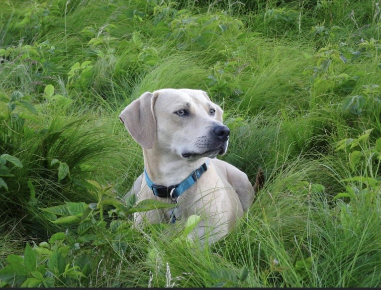 Xena, a Weimaraner and American Pit Bull Terrier mix tested with EmbarkVet.com