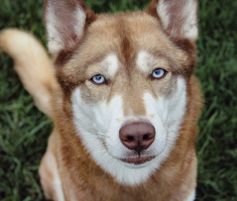 Asha, a Siberian Husky and German Shepherd Dog mix tested with EmbarkVet.com