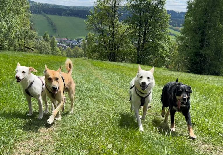 Calaf Storytelling, a Canaan Dog tested with EmbarkVet.com