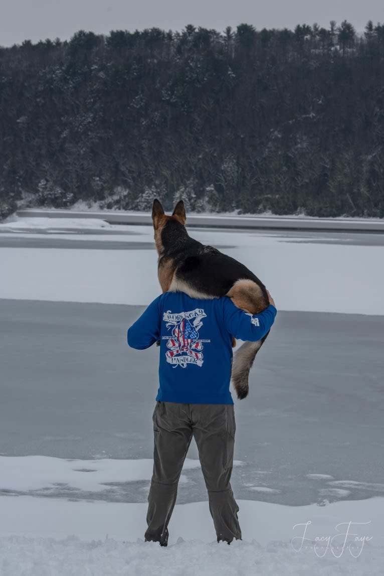 Arya, a German Shepherd Dog tested with EmbarkVet.com