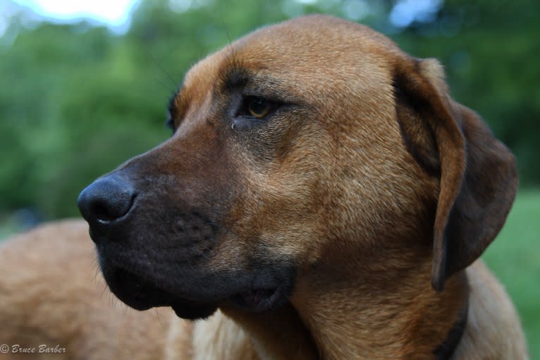 Theo, a Staffordshire Terrier and Redbone Coonhound mix tested with EmbarkVet.com