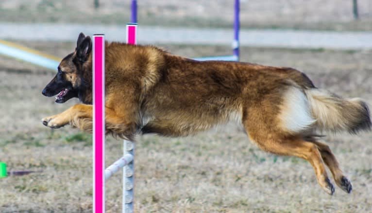 Brekka, a Belgian Shepherd tested with EmbarkVet.com