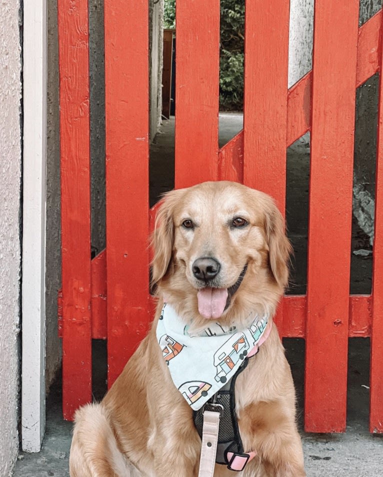 Marley, a Golden Retriever tested with EmbarkVet.com