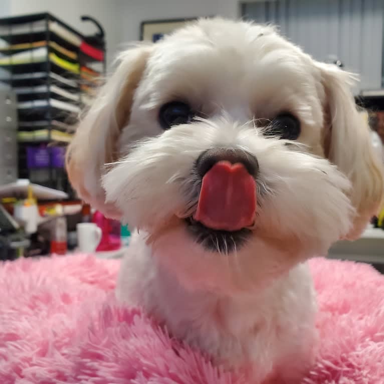 Maggie, a Maltese and Poodle (Small) mix tested with EmbarkVet.com