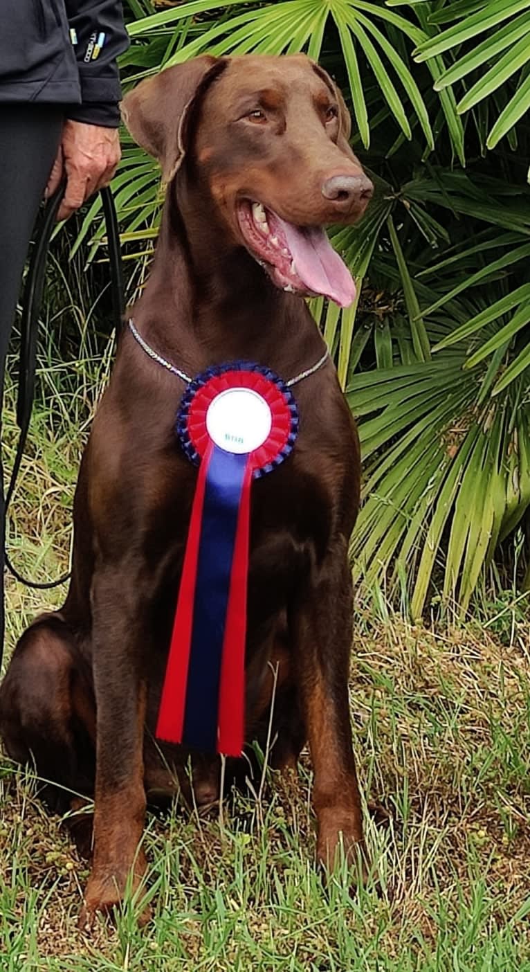 ÈZE EBO DI LATIANO, a Doberman Pinscher tested with EmbarkVet.com