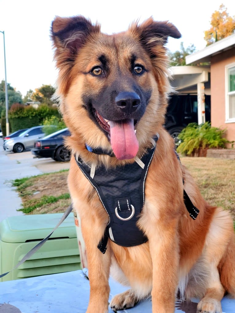 Twix, a German Shepherd Dog and Chow Chow mix tested with EmbarkVet.com