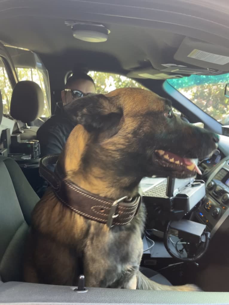 Bassie, a Dutch Shepherd tested with EmbarkVet.com