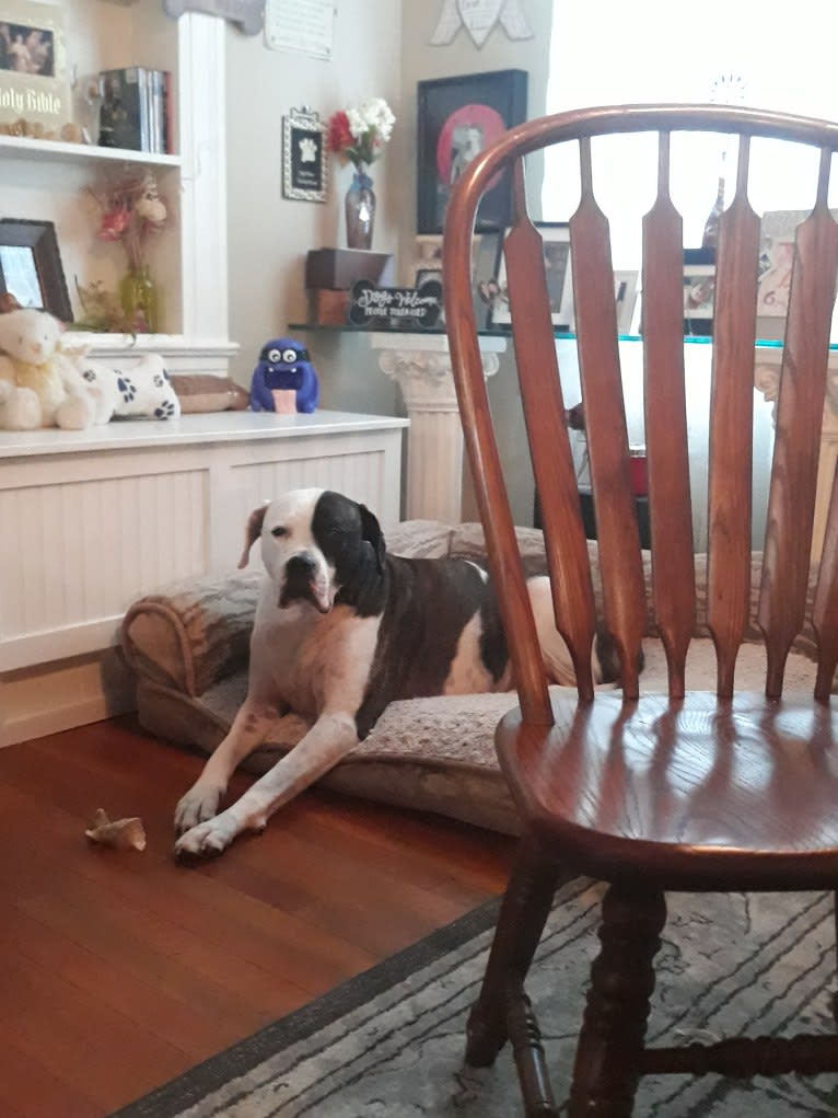 cayden, an American Pit Bull Terrier and American Bulldog mix tested with EmbarkVet.com