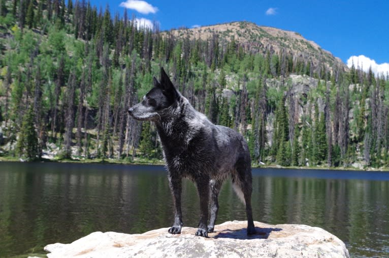 Trace, an Australian Cattle Dog and Koolie mix tested with EmbarkVet.com