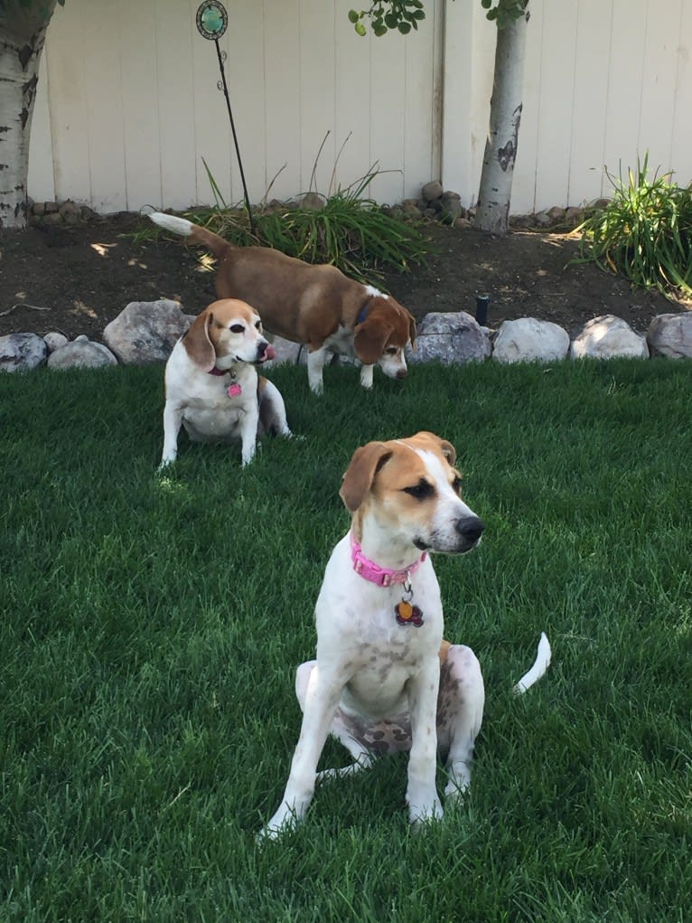 Canna, an American Pit Bull Terrier and Australian Cattle Dog mix tested with EmbarkVet.com