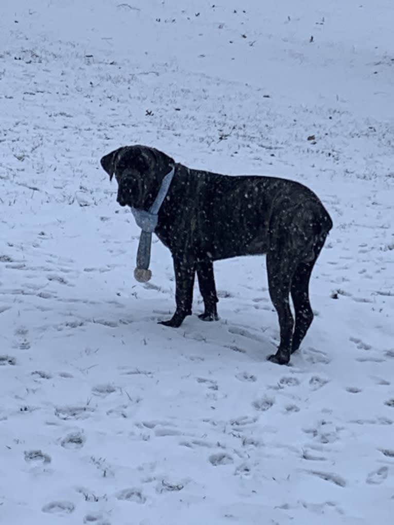 Rocco Roman Hughes, a Cane Corso tested with EmbarkVet.com