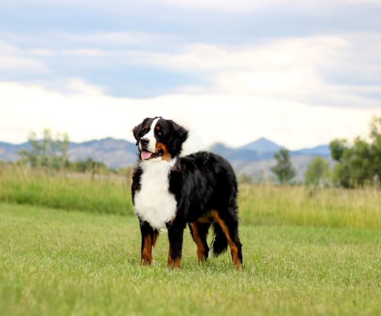 Lilly, a Bernese Mountain Dog tested with EmbarkVet.com