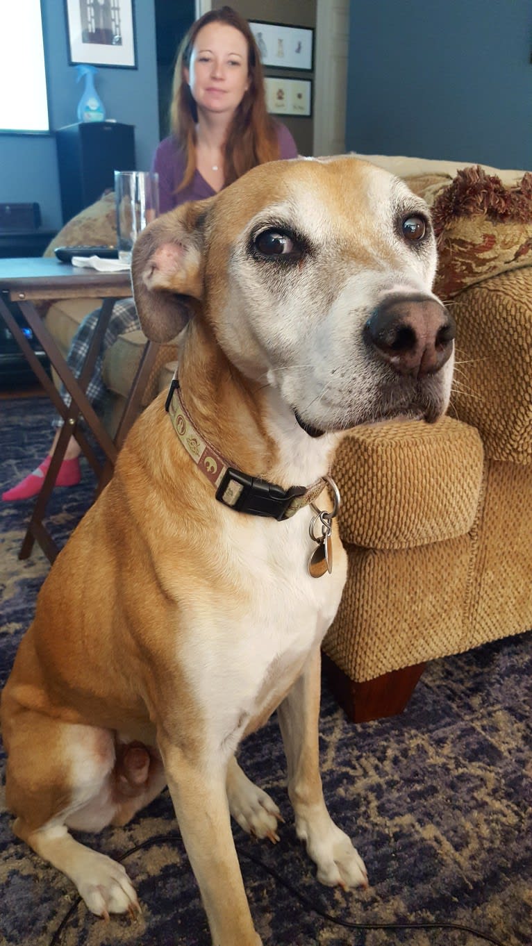 Jack, a German Shepherd Dog and American Pit Bull Terrier mix tested with EmbarkVet.com