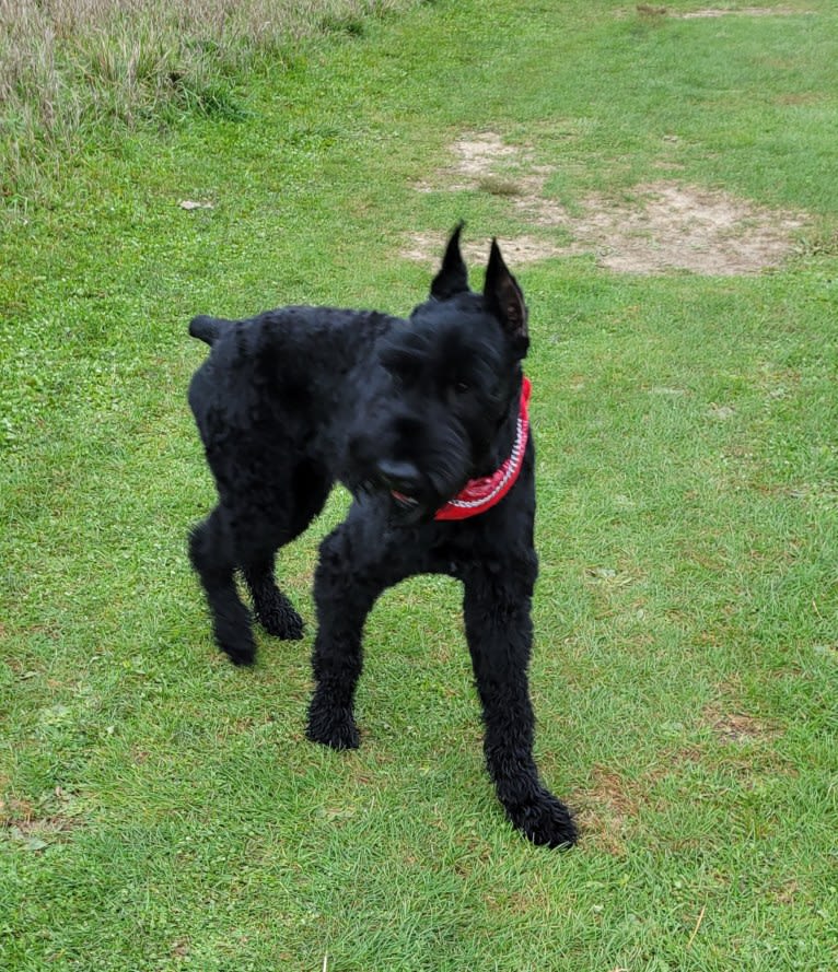 Kooper Shand Clark, a Giant Schnauzer tested with EmbarkVet.com