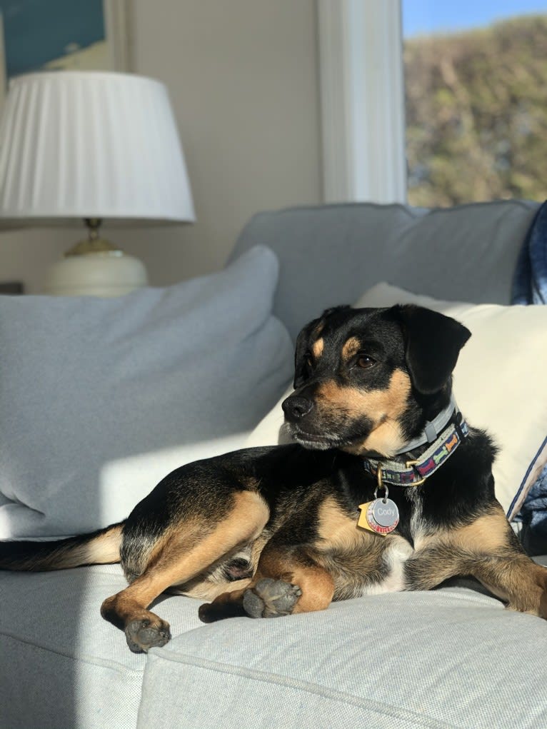 Cody, a Rat Terrier and Cocker Spaniel mix tested with EmbarkVet.com