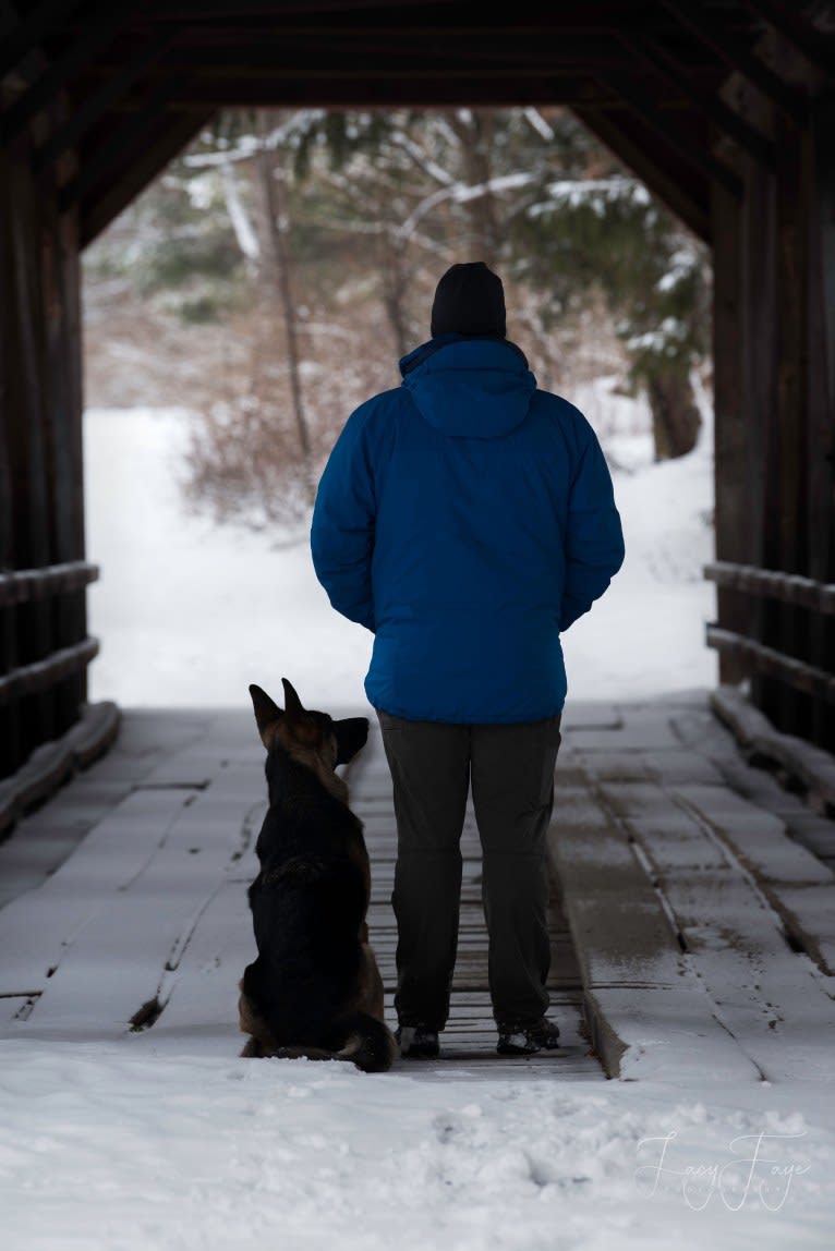 Arya, a German Shepherd Dog tested with EmbarkVet.com