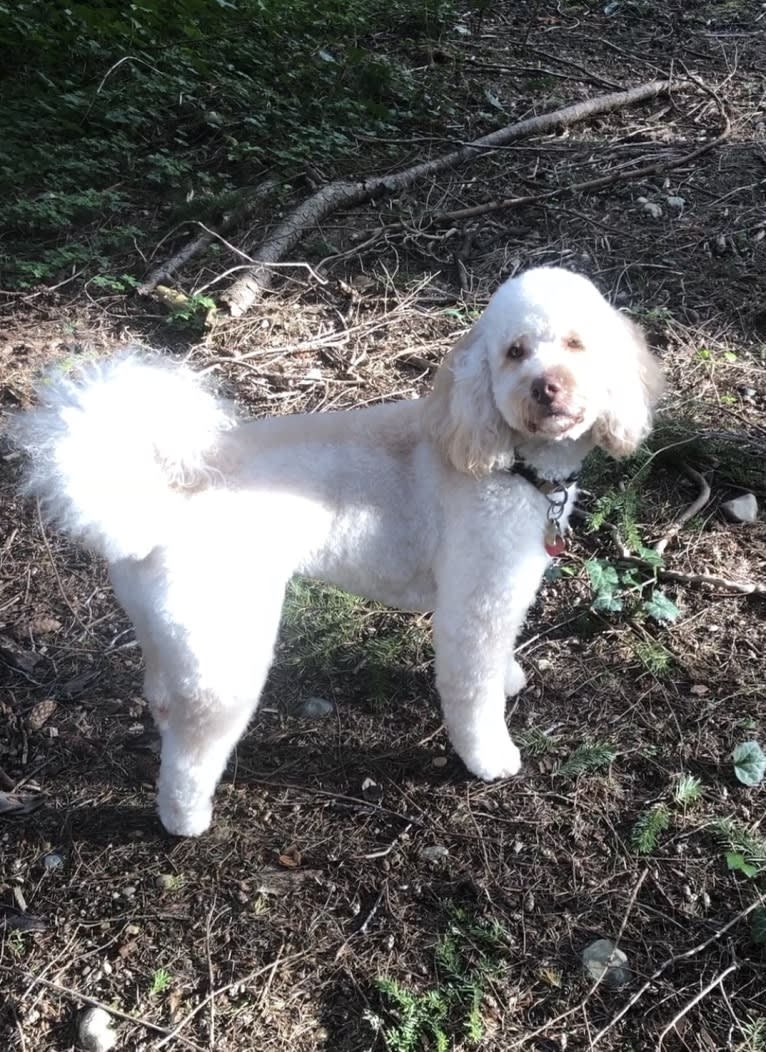 Quigley McCormick, a Poodle (Standard) and Poodle (Small) mix tested with EmbarkVet.com